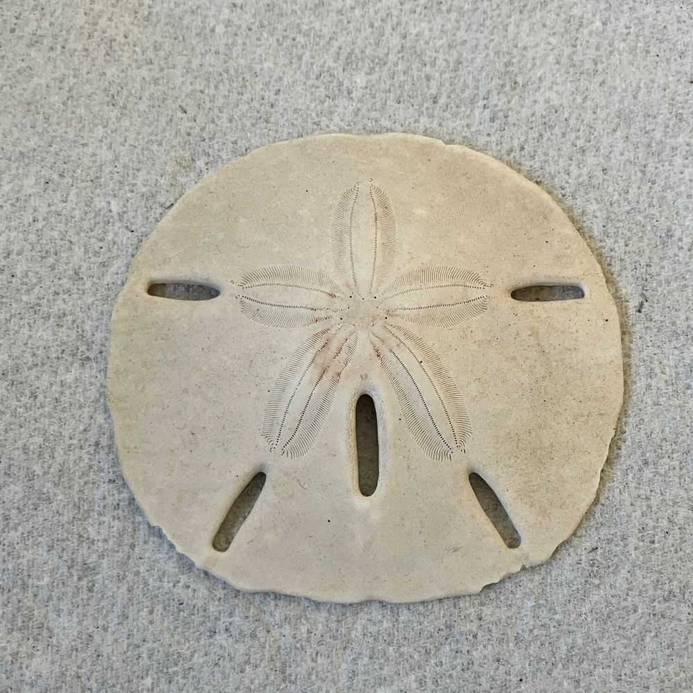 Sand Dollar